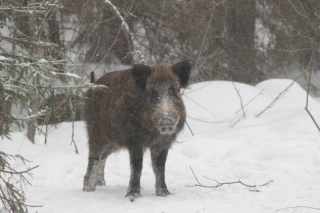 Мордовский заповедник, Кабанчик, фото Олега Артаева.JPG